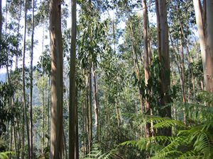 Eucalyptus Forest